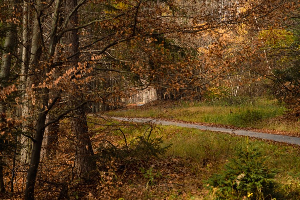 Kojšovská hoľa, Les, Jesen, autumn, Slovakia, Slovensko